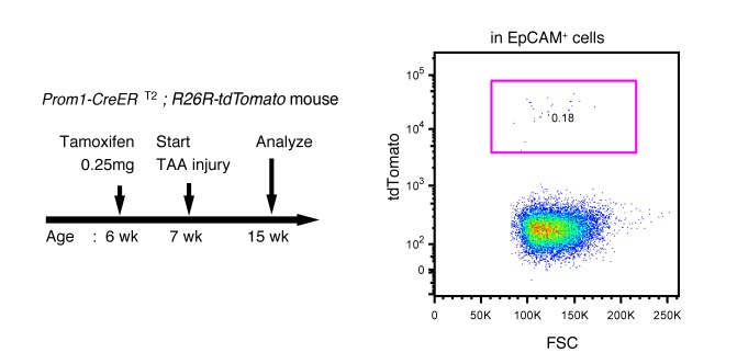 Figure 4—figure supplement 1.