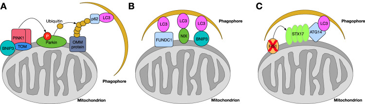 Figure 2.