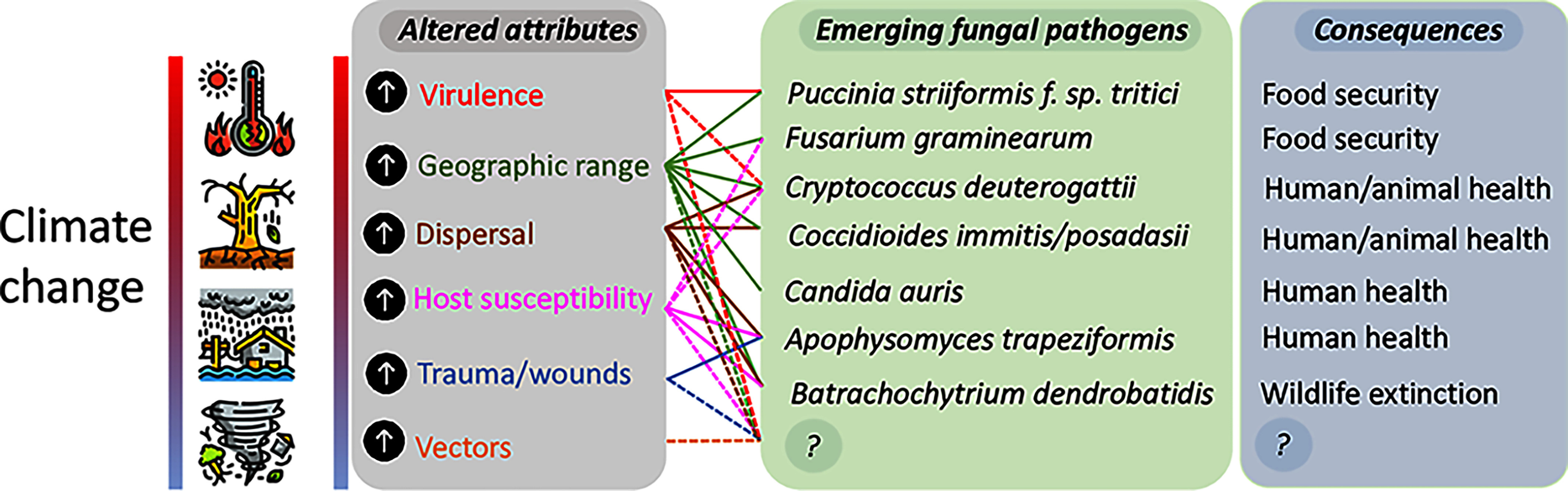 A three-part chart follows the phrase “Climate Change.” The first block, “Altered attributes,” lists increase in virulence, geographic range, dispersal, host susceptibility, trauma or wounds, and vectors. The second block lists “Emerging fungal pathogens”: Puccinia striiformis f. sp. tritici, Fusarium graminearum, Cryptococcus deuterogattii, Coccidioides immmitis or posadasii, Candida auris, Apophysomyces trapeziformis, and Batrachochytrium dendrobatidis. The last block shows consequences: food security, human and animal health, and wildlife extinction.