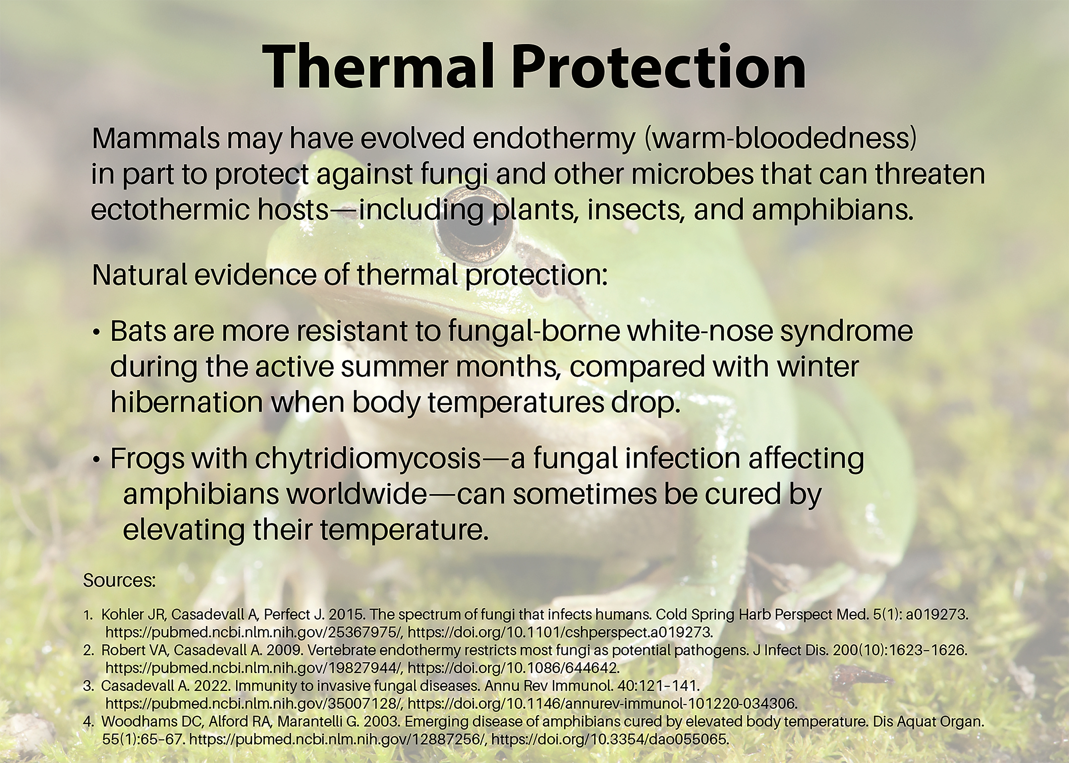 The following text is overlaid on the image of a frog: Thermal Protection. Mammals may have evolved endothermy (warm-bloodedness) in part to protect against fungi and other microbes that can threaten ectothermic hosts—including plants, insects, and amphibians. Natural evidence of thermal protection: Bats are more resistant to fungal-borne white-nose syndrome during the active summer months, compared with winter hibernation when body temperatures drop. Frogs with chytridiomycosis—a fungal infection affecting amphibians worldwide—can sometimes be cured by elevating their temperature.