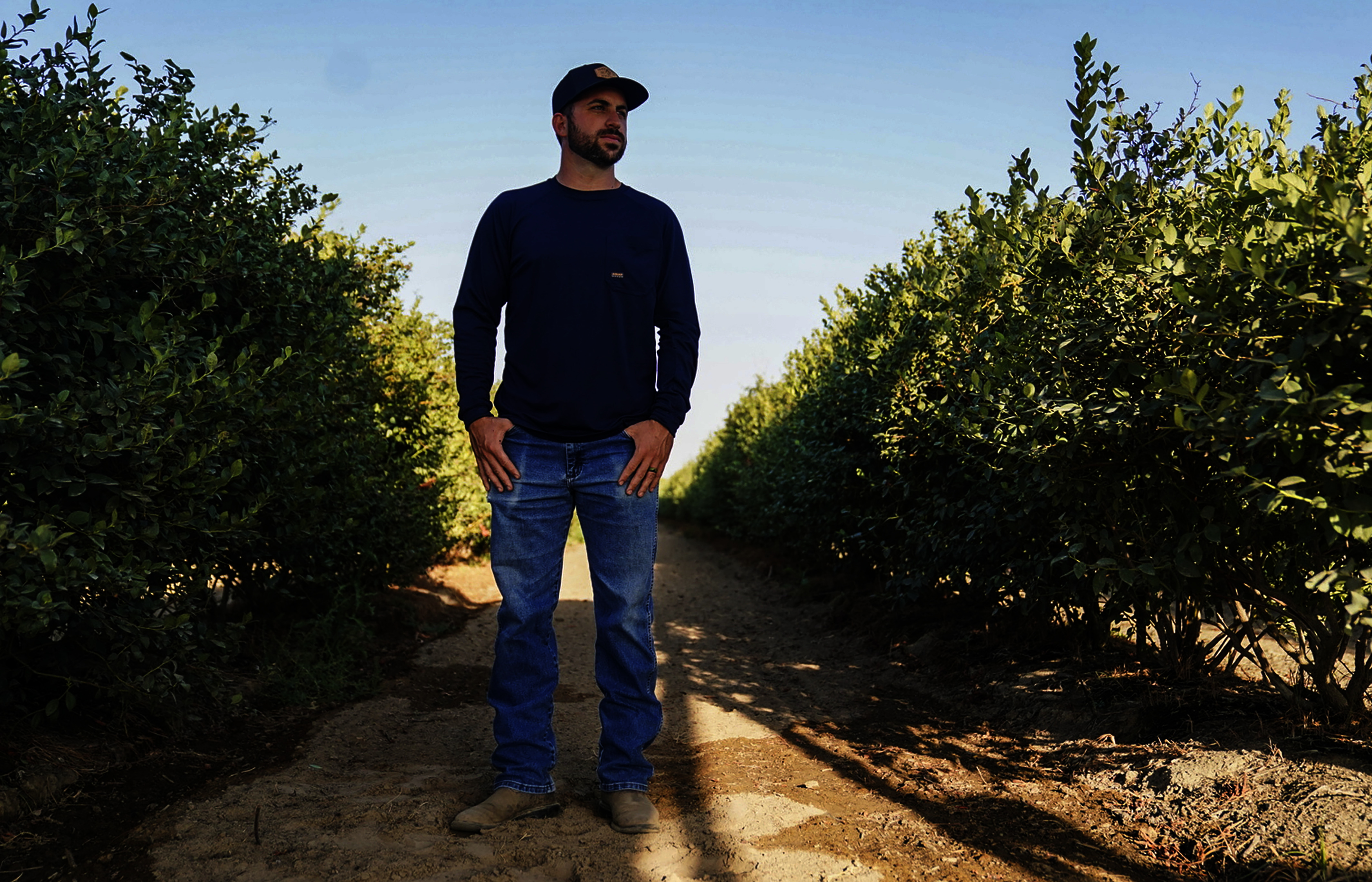 A man in cap, long-sleeved shirt, and jeans stands on dry soil between two rows of low trees.