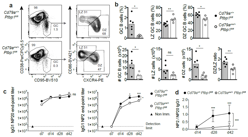 The RNA binding protein PTBP1 is necessary for B cell selection in ...