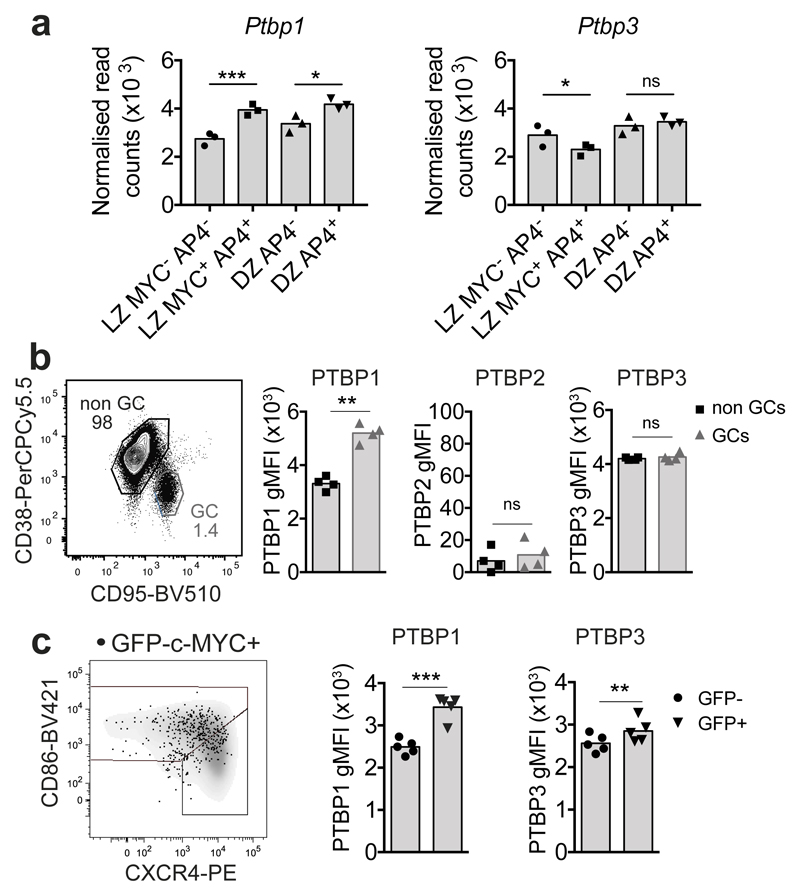 The RNA binding protein PTBP1 is necessary for B cell selection in ...