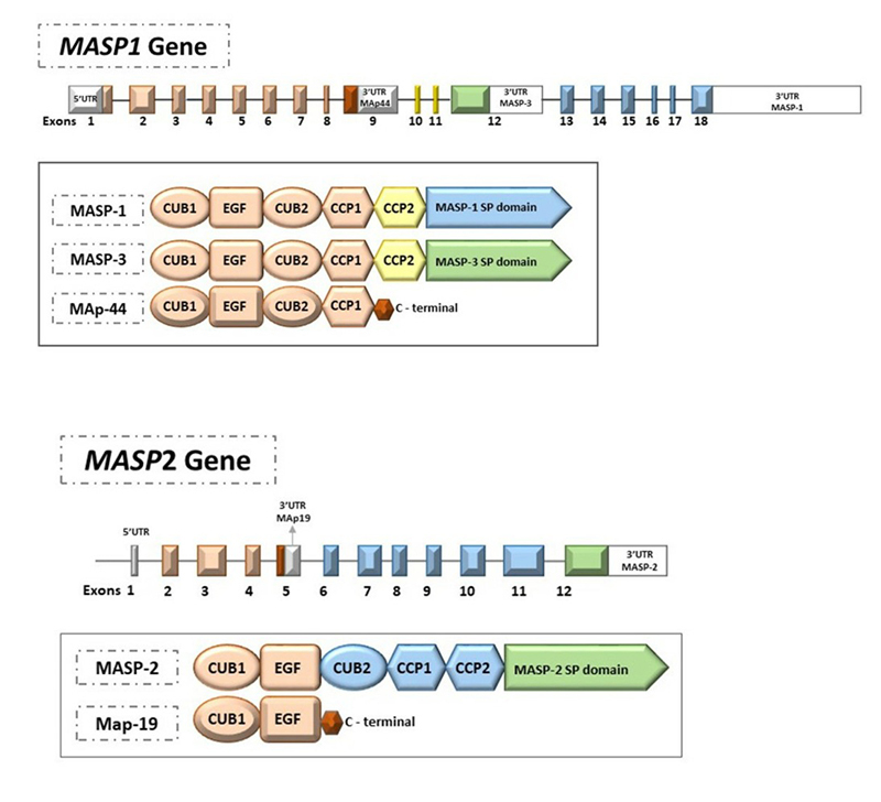 Figure 2 -