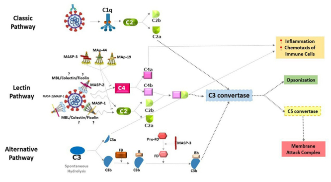 Figure 1 -