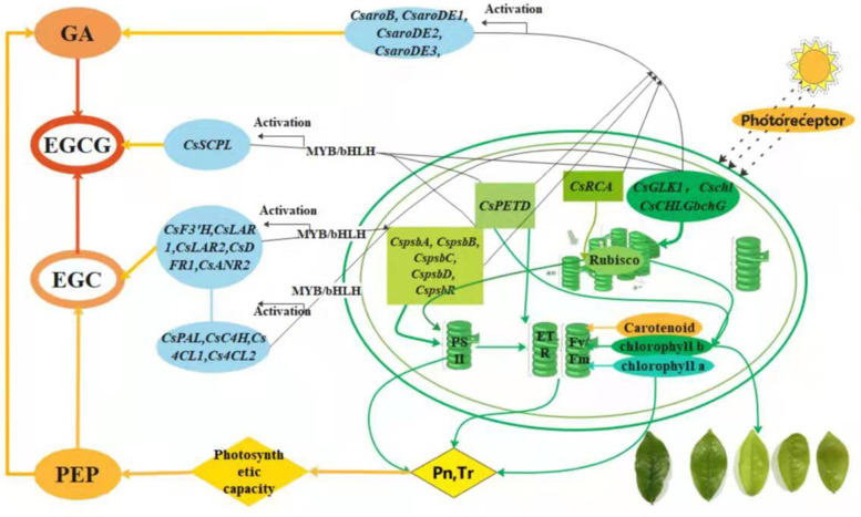 Fig. 7