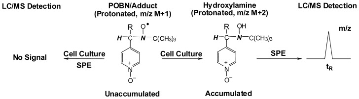 Scheme 5