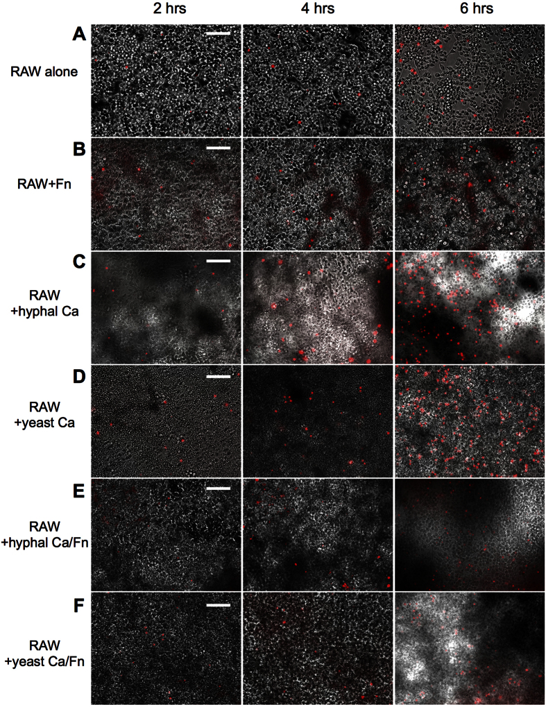 Figure 6