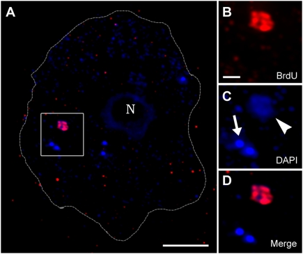 Fig. 3.