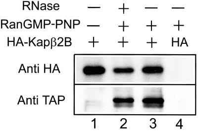 Fig 1.