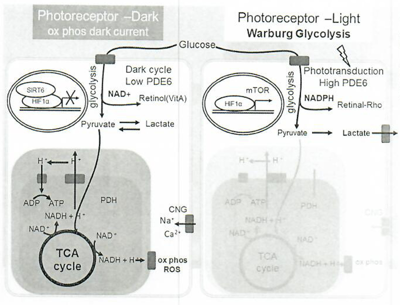 Fig. 9.