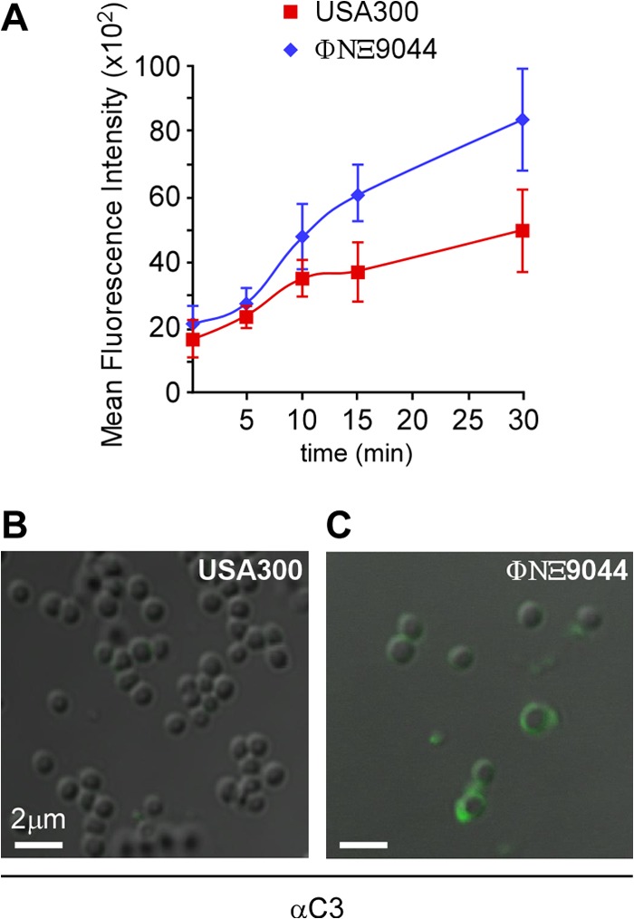 FIG 7