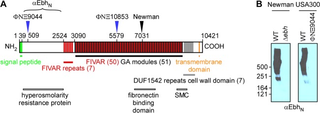 FIG 1