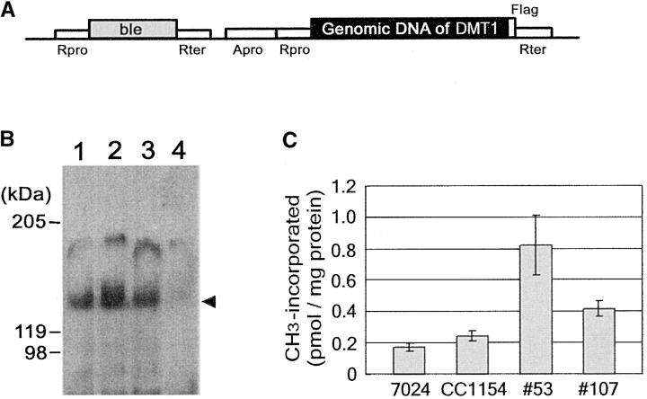 Figure 2.—