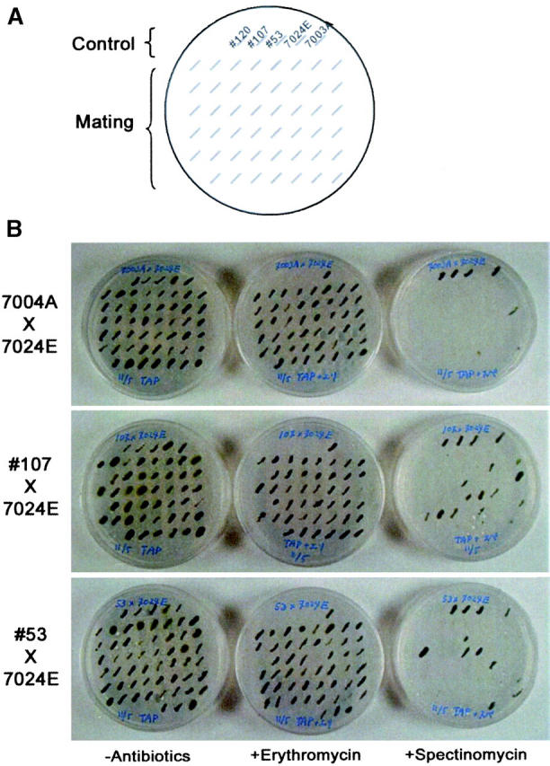 Figure 4.—