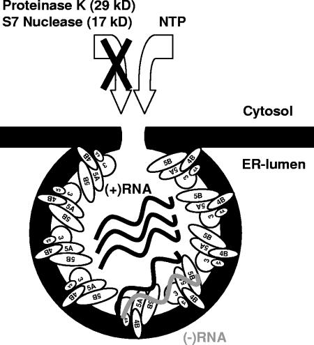 FIG. 6.