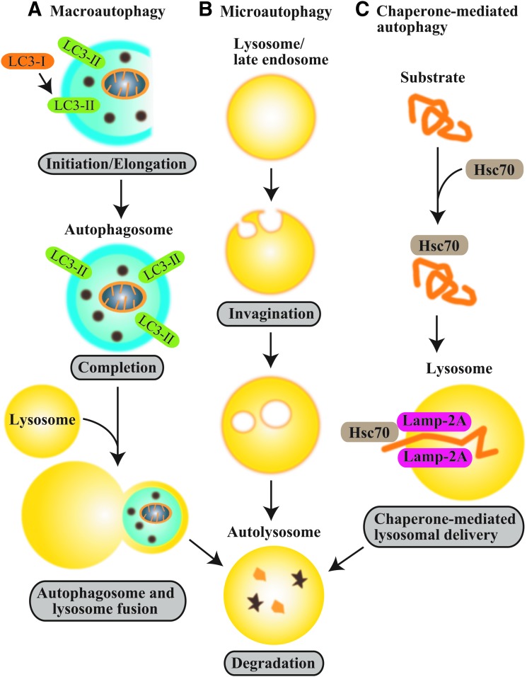 Autophagy: A Crucial Moderator of Redox Balance, Inflammation, and ...