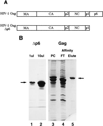 FIG. 1