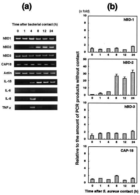 FIG. 1.