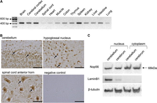 Figure 4