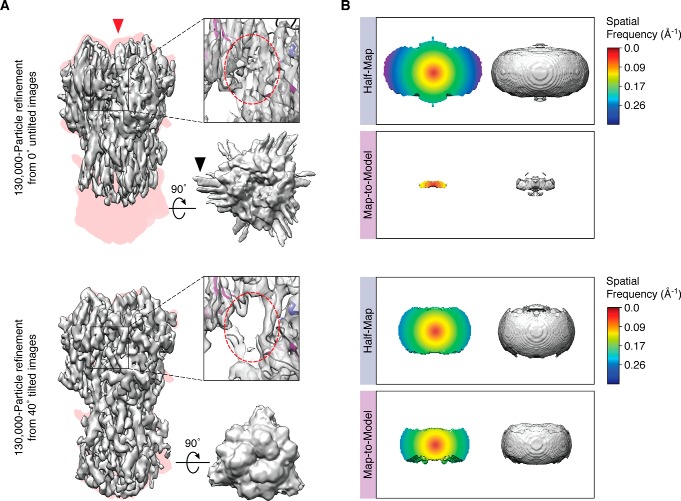 Challenges and opportunities in cryo-EM single-particle analysis - PMC