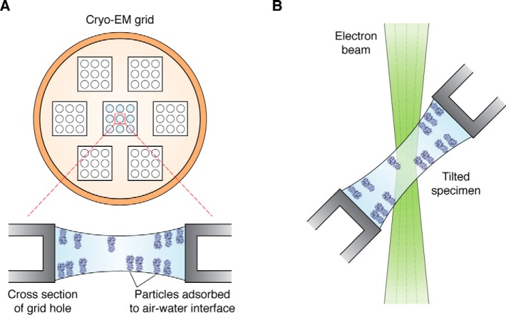 Challenges and opportunities in cryo-EM single-particle analysis - PMC