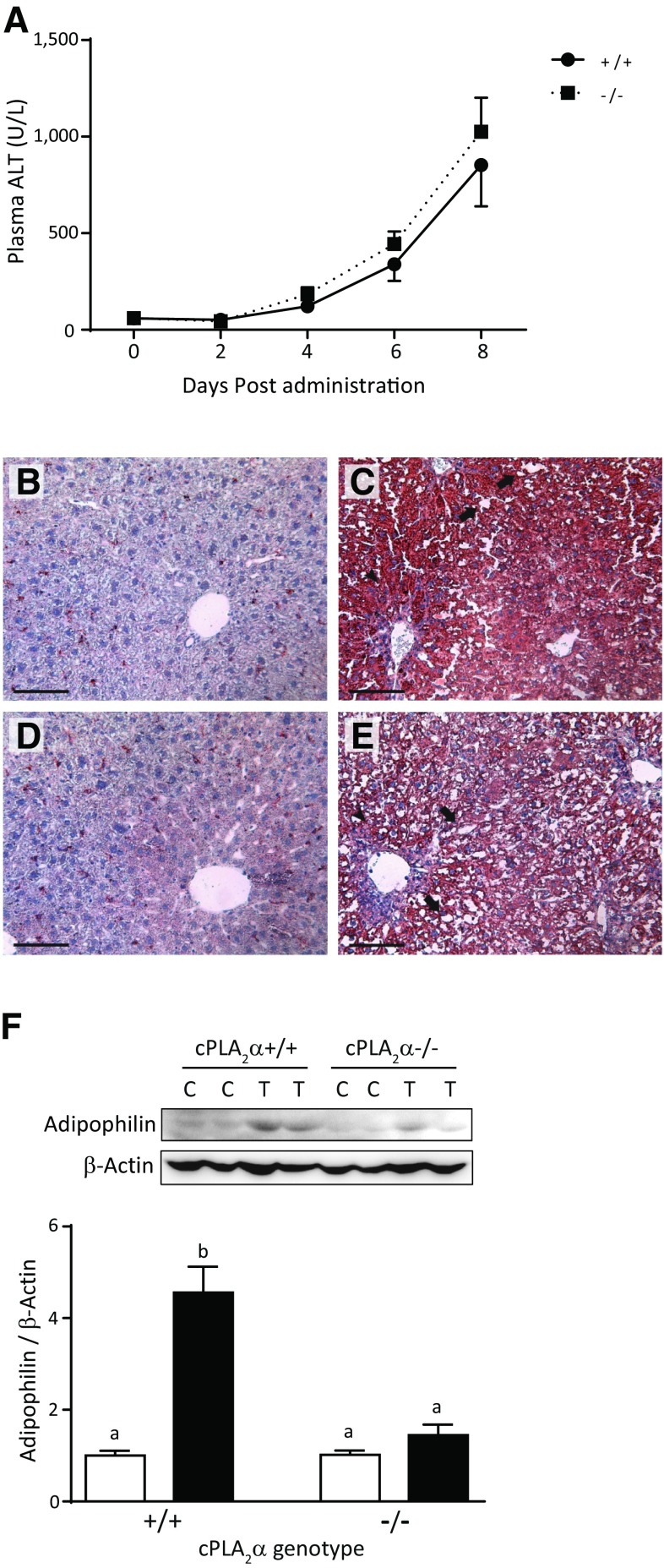 Fig. 5