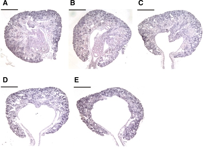 Fig. 2