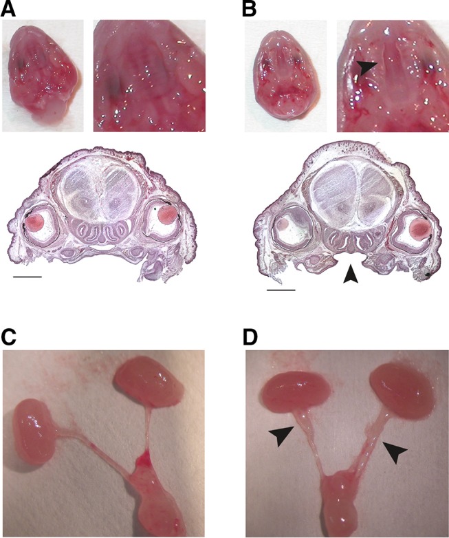 Fig. 1