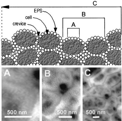 FIG. 4