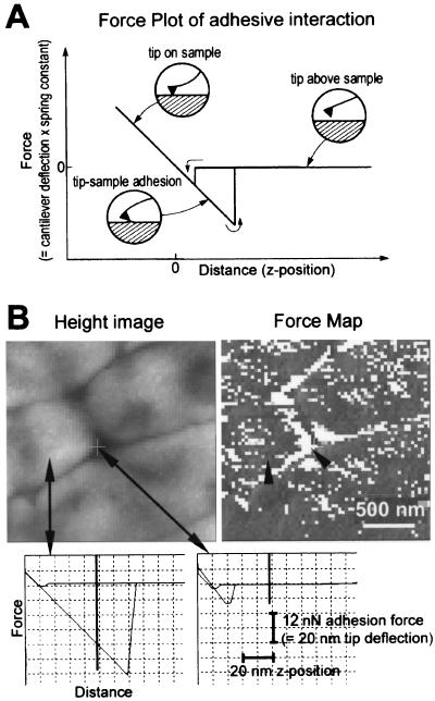 FIG. 6