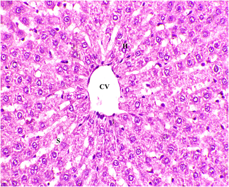 Fig. 3