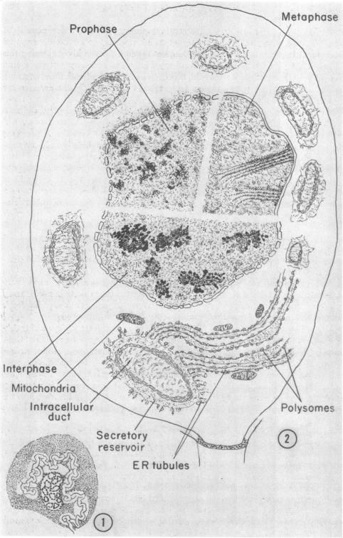 graphic file with name pnas00145-0107-a.jpg