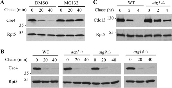 FIGURE 1.