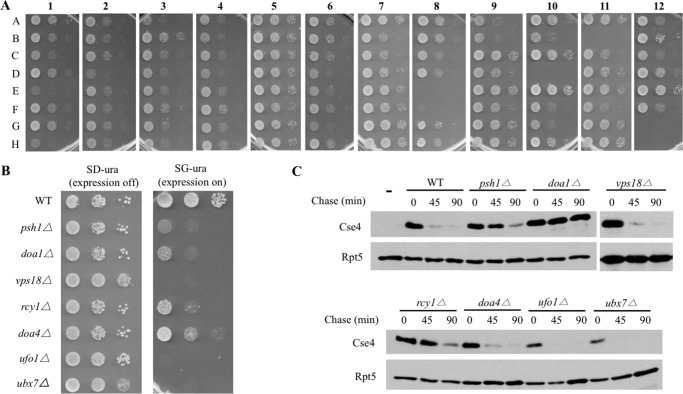 FIGURE 2.