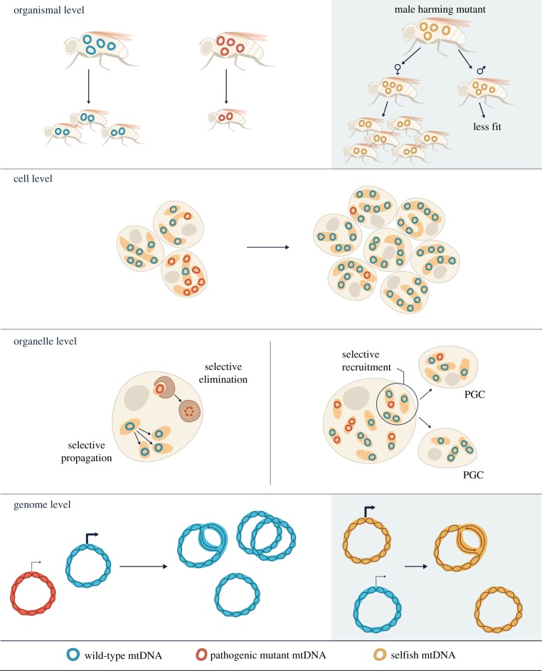 Figure 3.