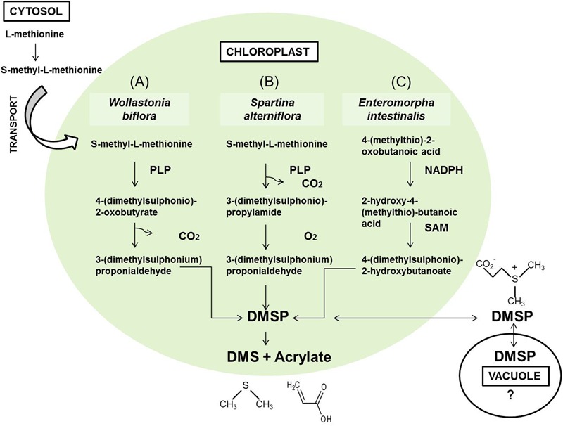 FIGURE 1