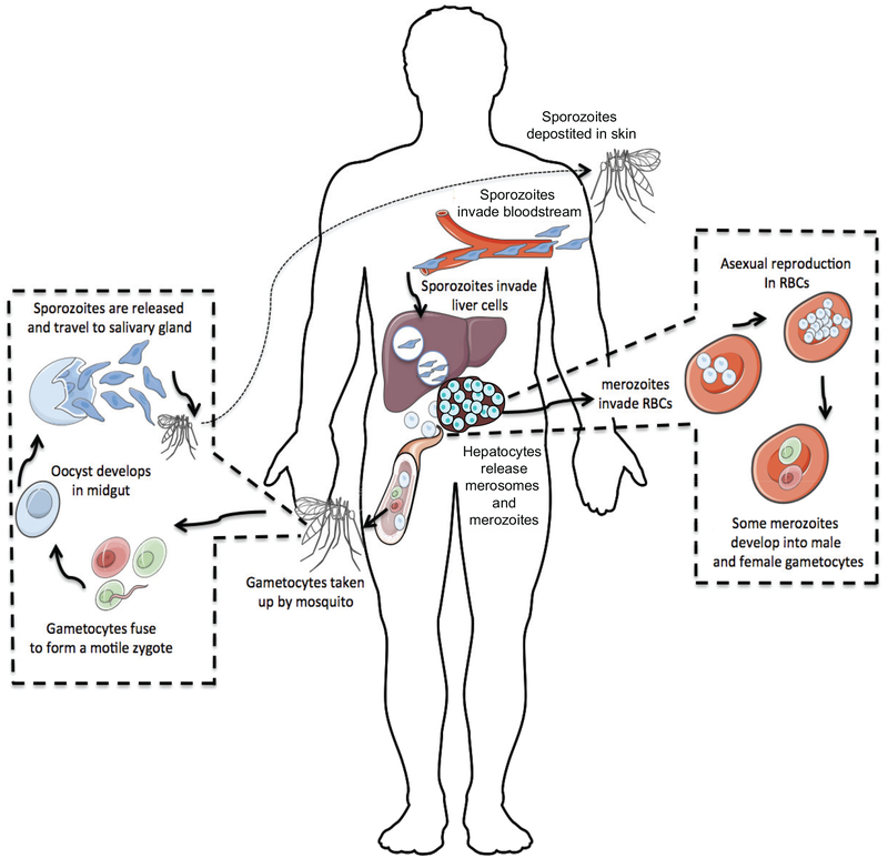 FIGURE 1: