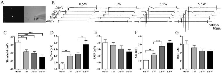 Figure 5