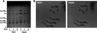 FIG 3
