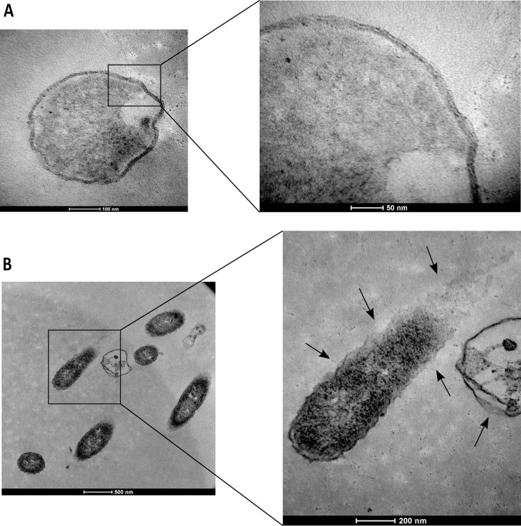 Fig 7