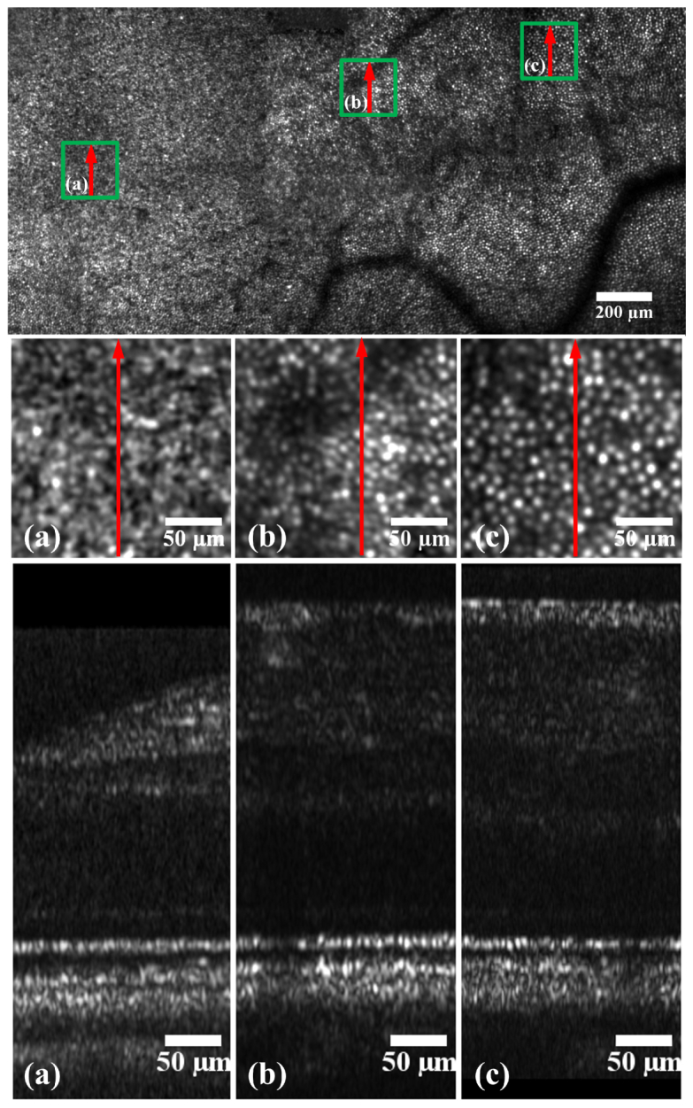 Fig. 6