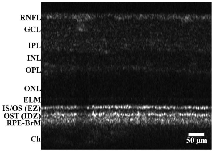 Fig. 5