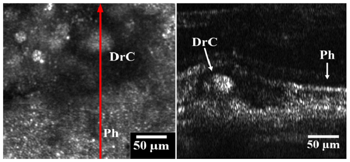 Fig. 7