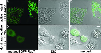 Figure 7.