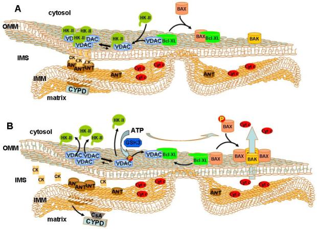 Regulation of Hexokinase Binding to VDAC - PMC