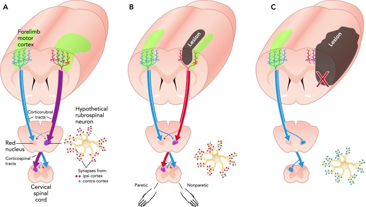 FIGURE 2.