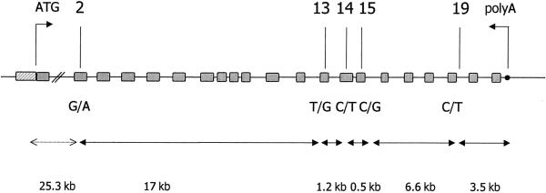 Figure  1