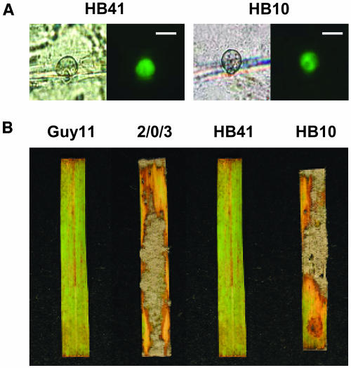 Figure 6.