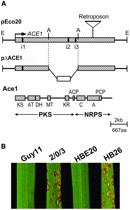 Figure 2.